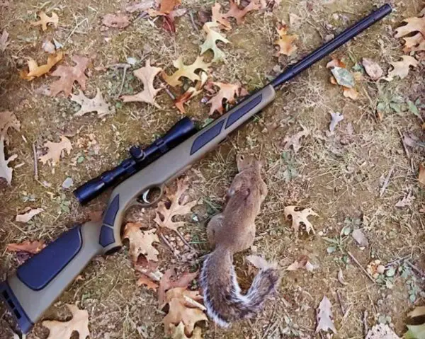 Best Air Rifles for Small Game.SquirrelsRabbitsPigeons.